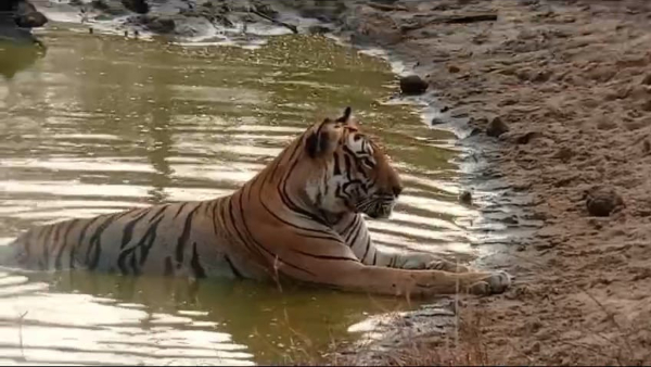 A tiger swimming in lake At Bandipur video viral A tiger swimming in lake At Bandipur video viral