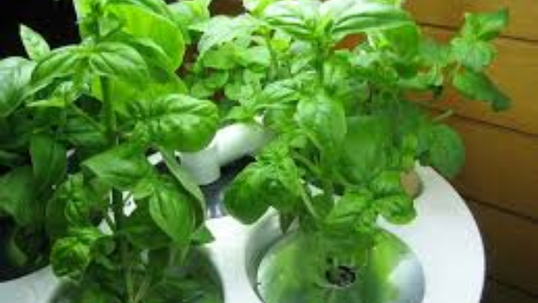 office desk plant vastu tips never keep these 5 plants on your desk in kannada