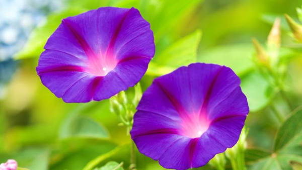 By planting these 5 plants at home, you will be blessed by Goddess Lakshmi and Lord Shiva By planting these 5 plants at home, you will be blessed by Goddess Lakshmi and Lord Shiva