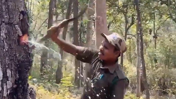 Viral Video Indian Laurel Tree Gushes Water After Bark Cut in Andhra Forest