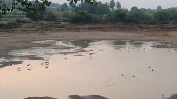 Chikkaballapur water crisis and electricity problem has started and the farmers are panicking Chikkaballapur water crisis and electricity problem has started and the farmers are panicking