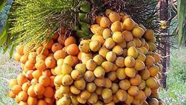 Arecanut price increase in Davanagere Know Taluk wise statistics details