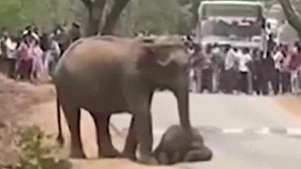 Baby elephant death due to tiger attack in Bandipur Mother elephant tears Baby elephant death due to tiger attack in Bandipur Mother elephant tears