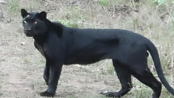 Black Panther Bagheera Found In Nagarhole National Park Black Panther Bagheera Found In Nagarhole National Park