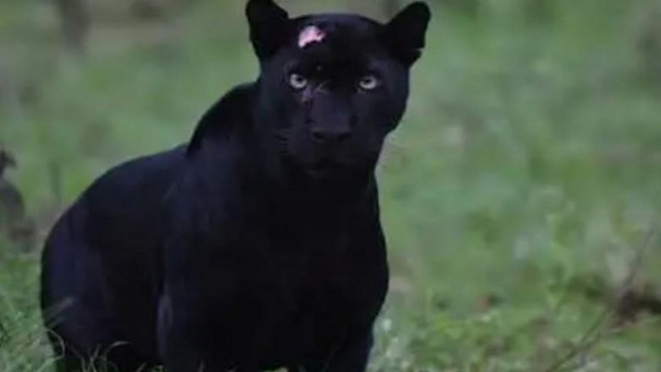 Black Panther Bagheera Found In Nagarhole National Park Black Panther Bagheera Found In Nagarhole National Park