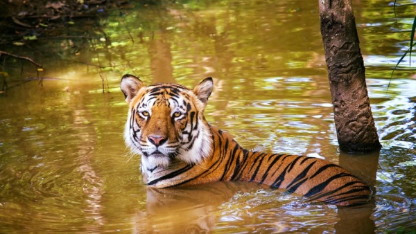 Distribution of fruit and vegetable lollipops ice cream to the animals of Bannerghatta park