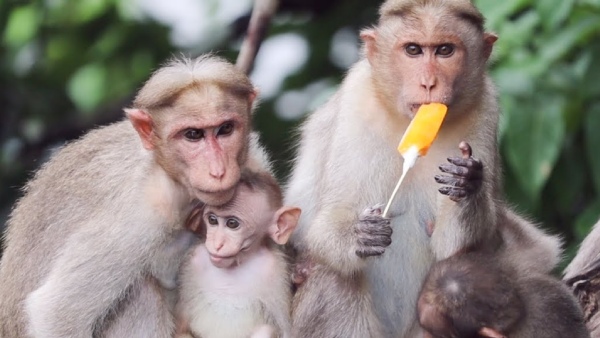Distribution of fruit and vegetable lollipops ice cream to the animals of Bannerghatta park