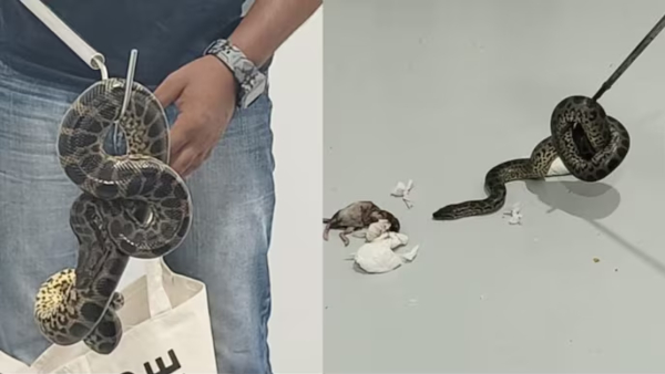 Snake Find in plane bengaluru Airport Rare snake found in Shivpuri Video goes viral