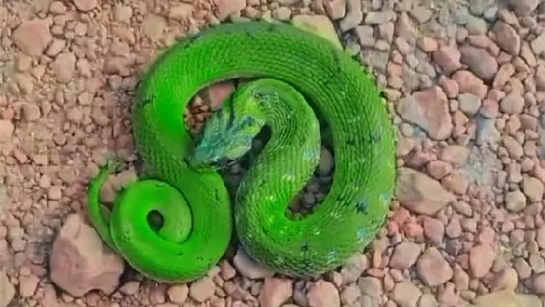 Snake Find in plane bengaluru Airport Rare snake found in Shivpuri Video goes viral