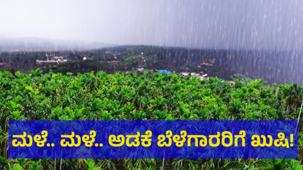 Heavy Rain Gives Big Relief To Karnataka Arecanut Farmers