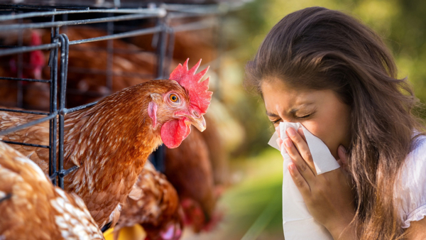 Egg-chicken eaters beware - Bird Flu is high