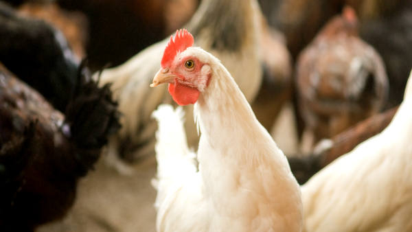 Egg-chicken eaters beware - Bird Flu is high