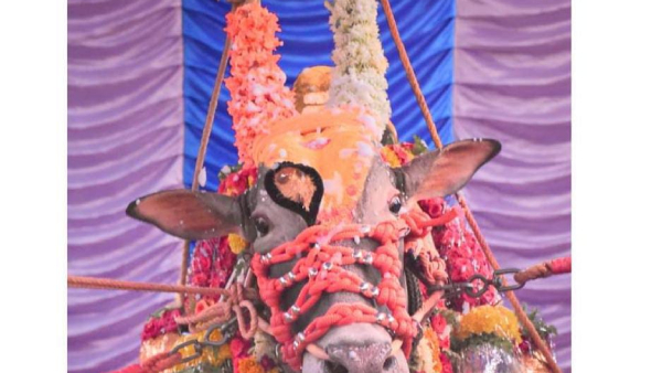 Haveri Rock Star Bull Death by Age-Related Disease Ex-CM Basavaraj Bommai Condolence