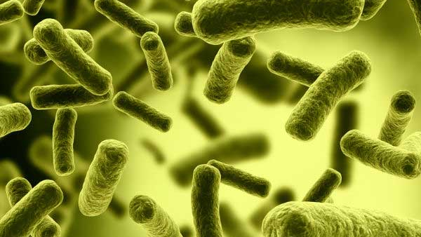 Cholera Rice in Bengaluru BBMP Guidelines Issued For PG Owners Know Instruction