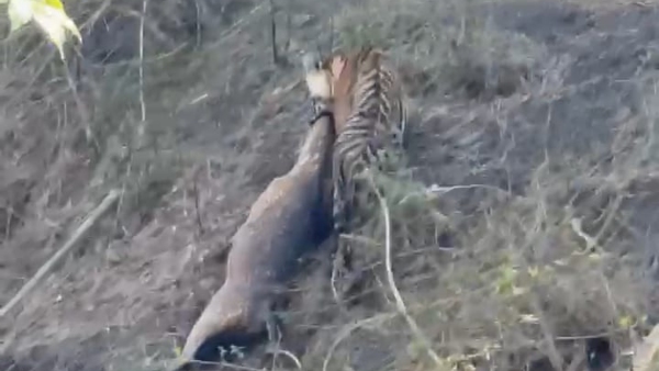 Tiger killed deer in Bandipur forest video viral