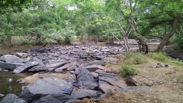 Karnataka Drought The Trees Are Drying Up Due To Summer In Forest