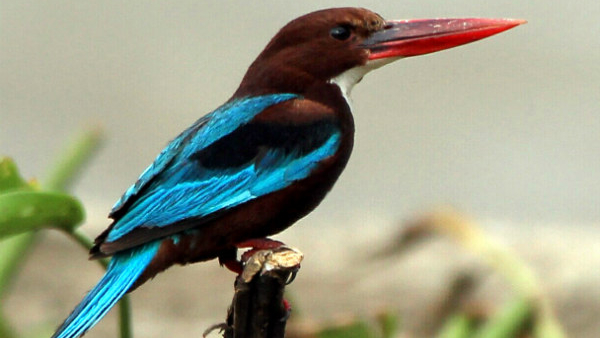 Home garden vastu tips in kannada hang these pictures of these birds at home to increase wealth