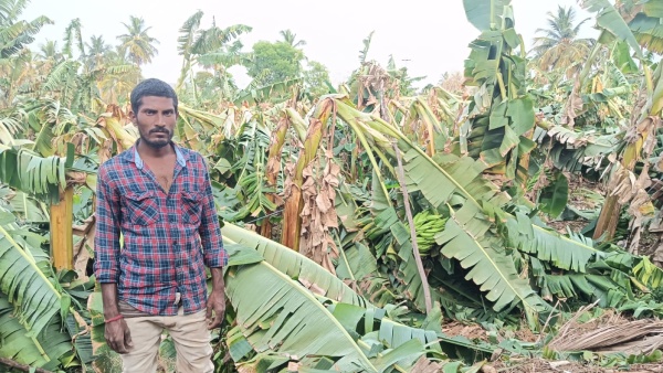 First Rains in Many Parts of Chamarajanagar District Impact Ground Banana and Tomato Crops