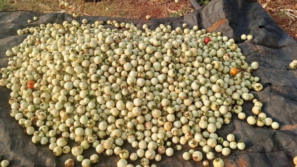 First Rains in Many Parts of Chamarajanagar District Impact Ground Banana and Tomato Crops