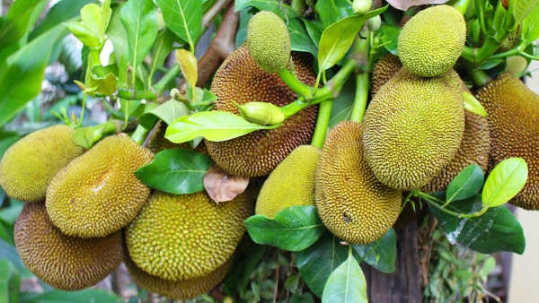 How to make raw jackfruit fry Halasinakayi palya recipe How to make raw jackfruit fry Halasinakayi palya recipe