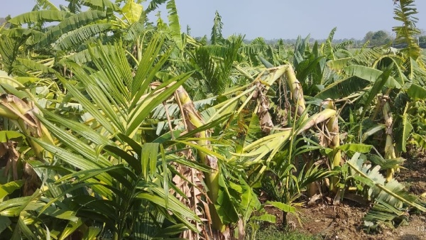 Karnataka Rain Mango and Banana Crop Loss Due to Heavy Rain in Kalghatgi in Dharwad Karnataka Rain Mango and Banana Crop Loss Due to Heavy Rain in Kalghatgi in Dharwad