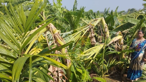 Karnataka Rain Mango and Banana Crop Loss Due to Heavy Rain in Kalghatgi in Dharwad Karnataka Rain Mango and Banana Crop Loss Due to Heavy Rain in Kalghatgi in Dharwad