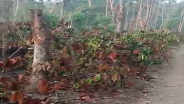 Summer Days 2024 Kodagu People Waiting For Rainy Season