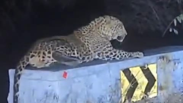 A leopard sleeping on road barrier near Chamarajanagar district video viral