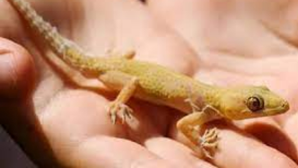 Seeing a lizard is like being blessed by the god of wealth you know