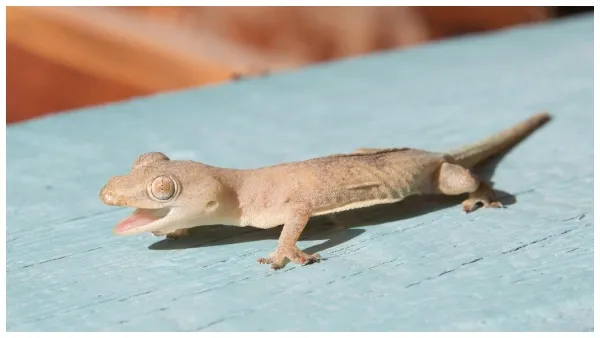Seeing a lizard is like being blessed by the god of wealth you know