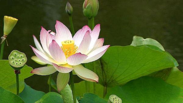 what are the benefits of drinking lotus seeds with milk in kannada