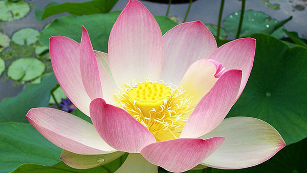 what are the benefits of drinking lotus seeds with milk in kannada