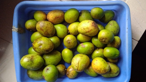 Do You Know The Taste Of Wild Mango Fruits In Summer Do You Know The Taste Of Wild Mango Fruits In Summer