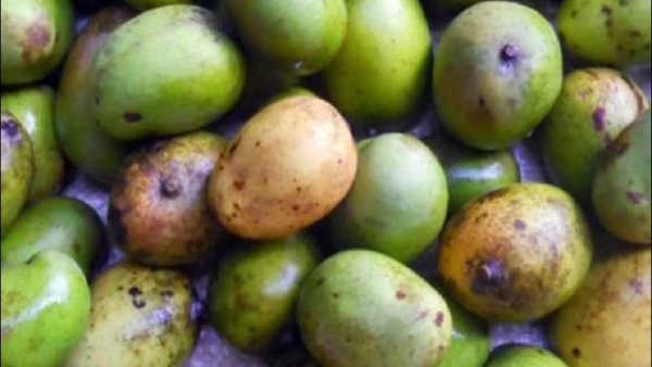 Do You Know The Taste Of Wild Mango Fruits In Summer Do You Know The Taste Of Wild Mango Fruits In Summer