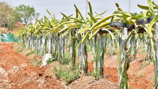 MGNREGA Gives Life to Dharwad Farmers During Drought Read Their Success Story MGNREGA Gives Life to Dharwad Farmers During Drought Read Their Success Story
