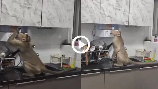 Monkey Enters Kitchen And Drinks Aquaguard Water Video Goes Viral