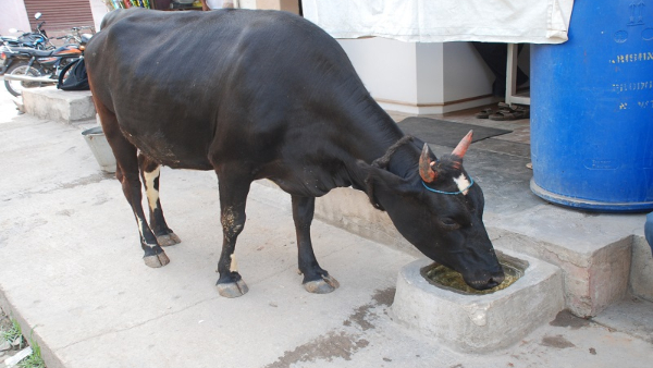 Save Animals And Birds In Summer Days At Mysore