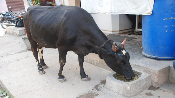 Save Animals And Birds In Summer Days At Mysore