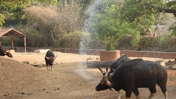 Animals in Mysuru Zoo Keep Cool Amid Summer Here s How