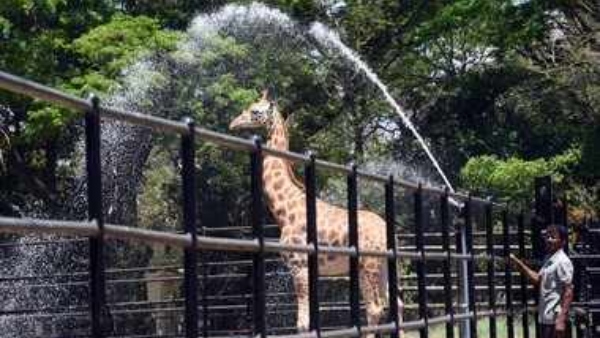 Animals in Mysuru Zoo Keep Cool Amid Summer Here s How