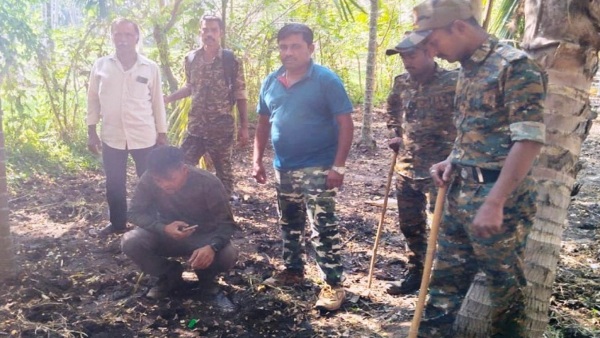 Tiger Found In Mysuru District Nagarahole Hanagodu Tiger Found In Mysuru District Nagarahole Hanagodu