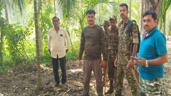 Tiger Found In Mysuru District Nagarahole Hanagodu Tiger Found In Mysuru District Nagarahole Hanagodu