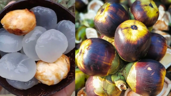 Health benefits of palm fruit Know the benefits of consuming ice apple in summer Health benefits of palm fruit Know the benefits of consuming ice apple in summer