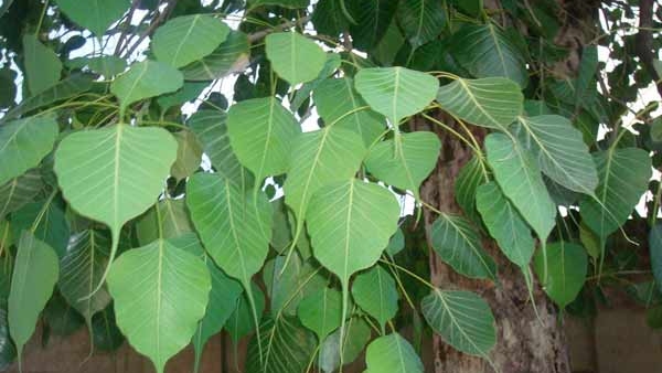 Banyan Tree Vastu Tips Know what to do if peepal tree grows at home