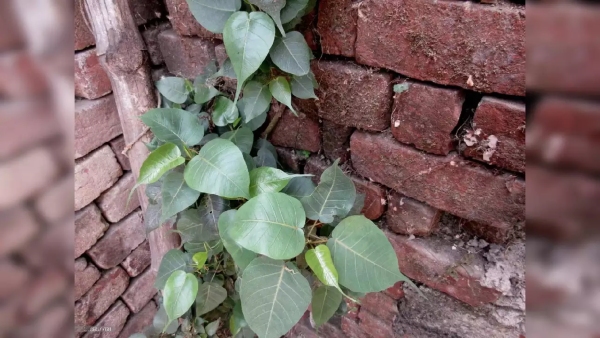 Banyan Tree Vastu Tips Know what to do if peepal tree grows at home