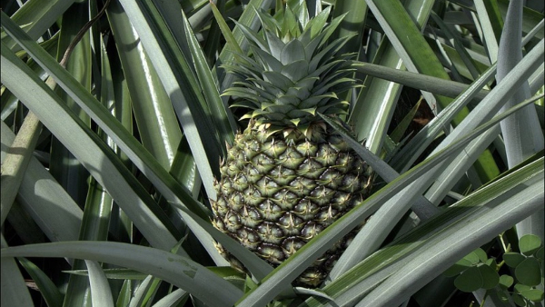 How To Grow Pineapple As A Mixed Crop And Get More Profit