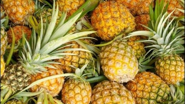 How To Grow Pineapple As A Mixed Crop And Get More Profit