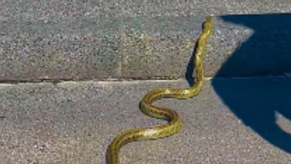 Golden color snake video goes viral