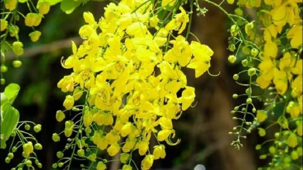 Why Swarna Pushpa Flower Grow In Summer Season Why Swarna Pushpa Flower Grow In Summer Season