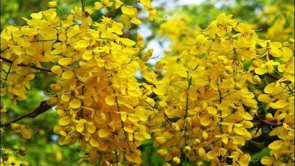 Why Swarna Pushpa Flower Grow In Summer Season Why Swarna Pushpa Flower Grow In Summer Season